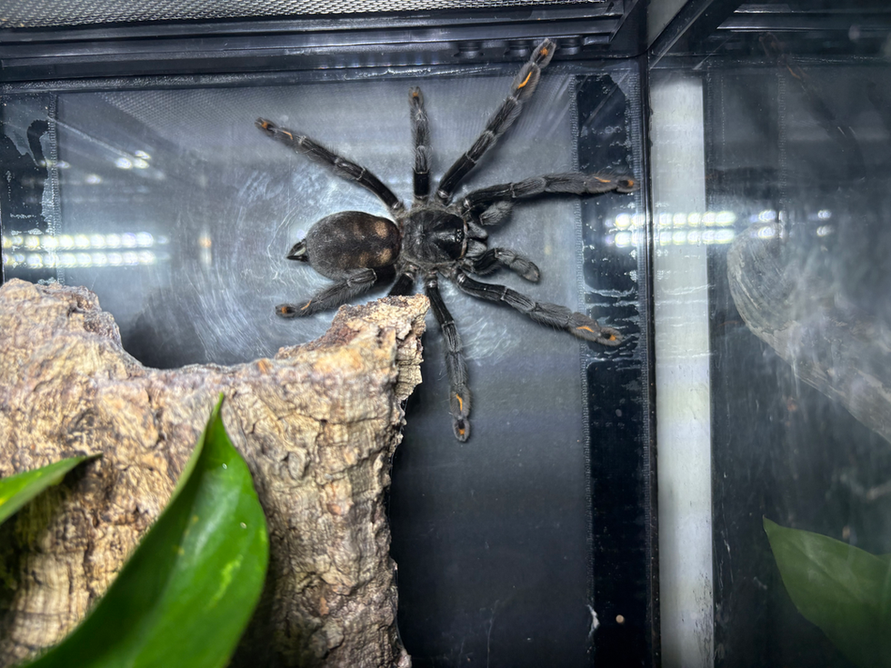 Psalmopoeus irminia female