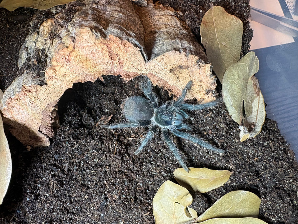 Phormictopus atrichomatus female