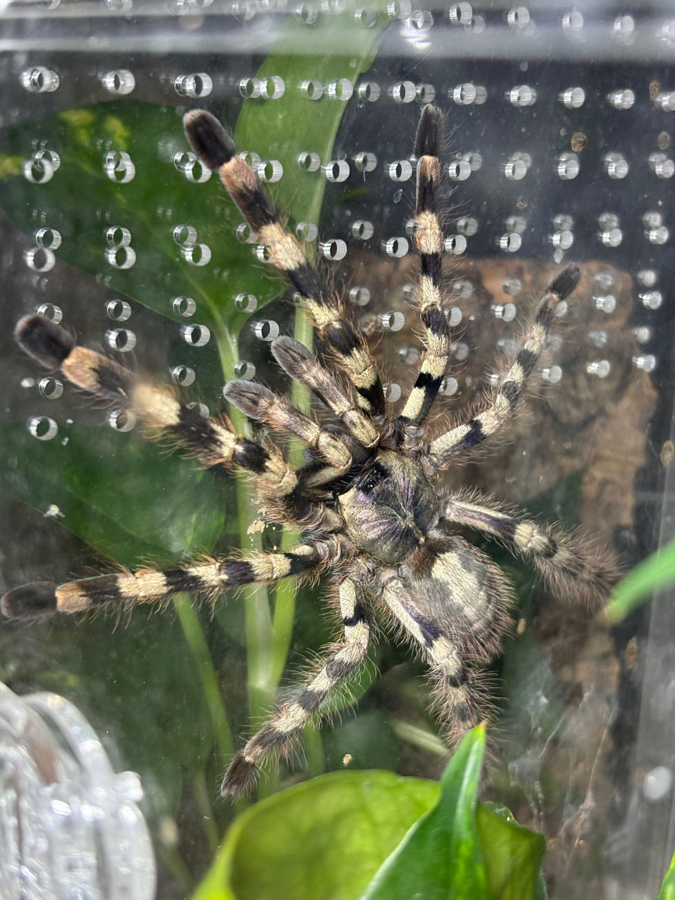 Poecioltheria formosa female