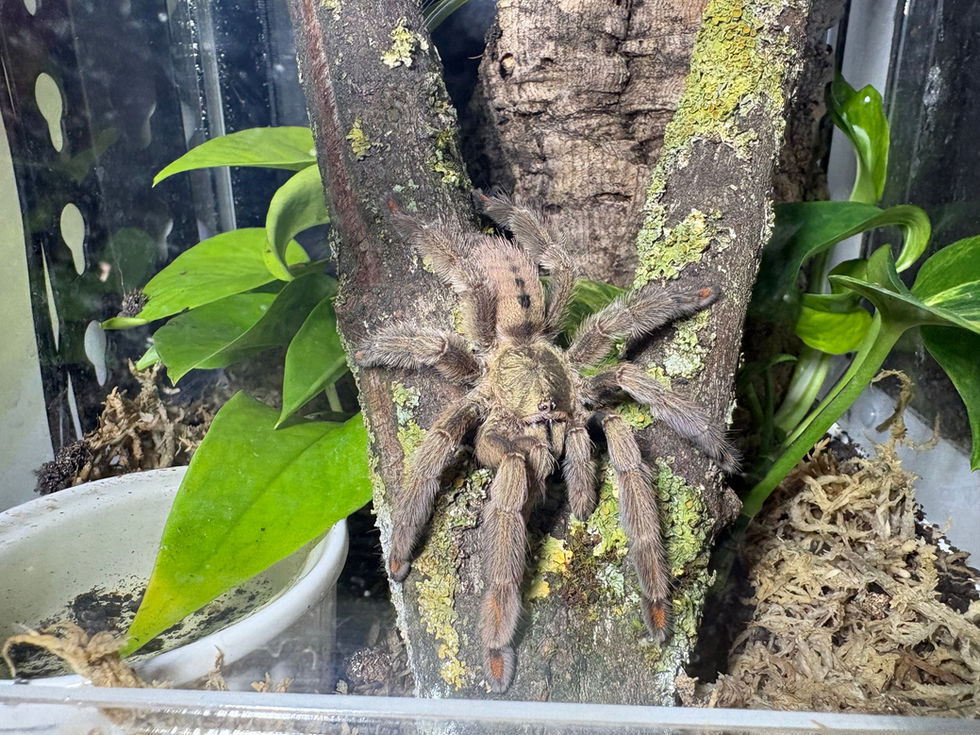 Psalmopoeus cambridgei female