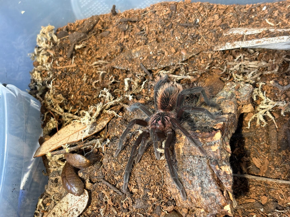 Xenesthis intermedia female