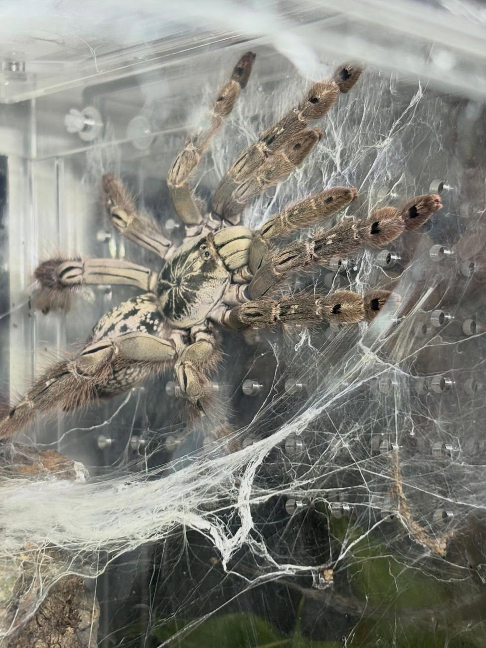 H. maculata