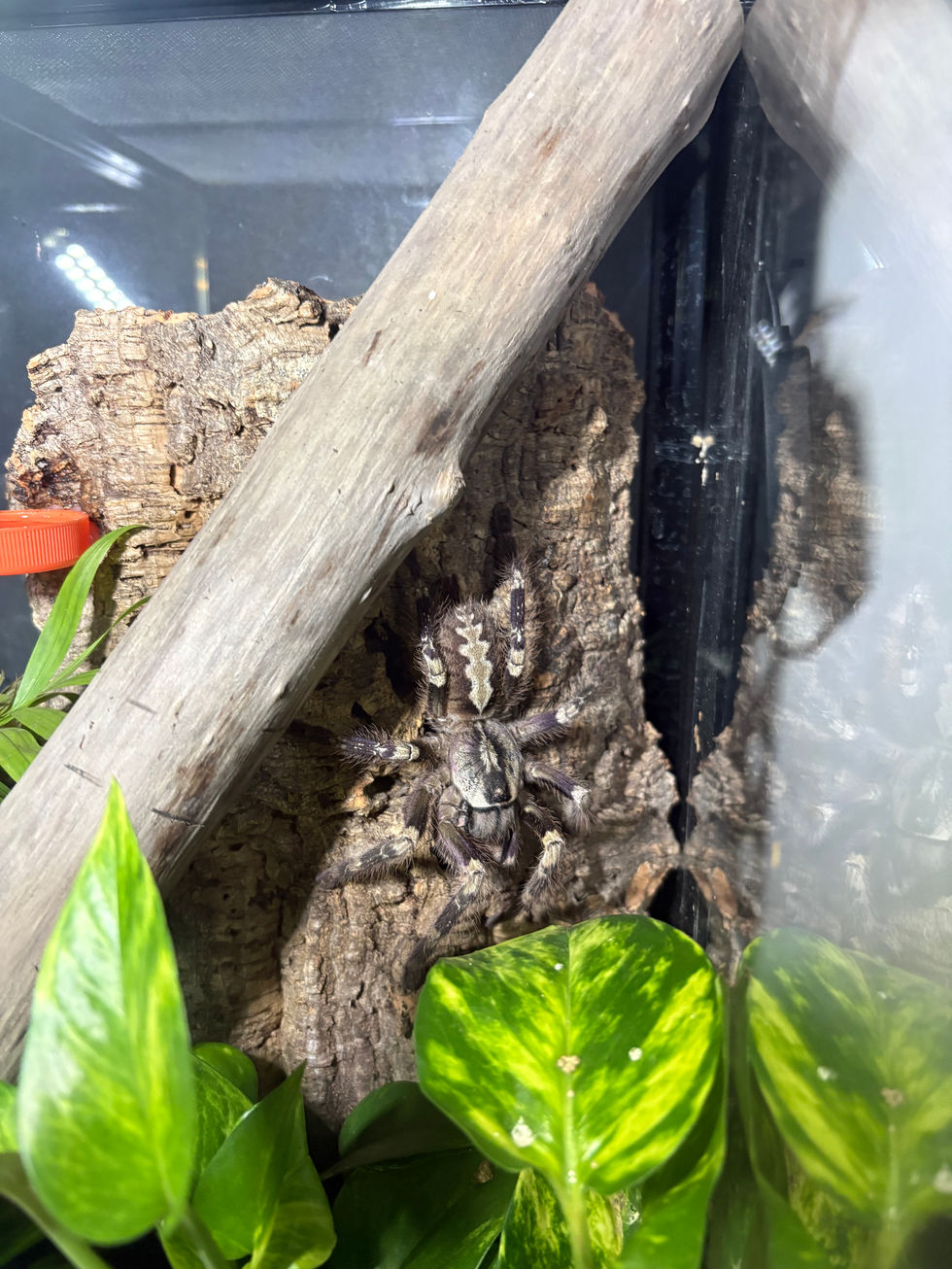 Poecilotheria smithi female