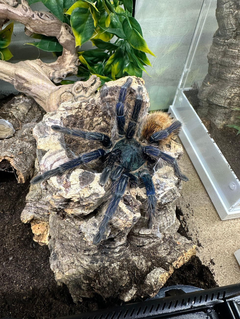 Chromatopelma cyaneopubescens female