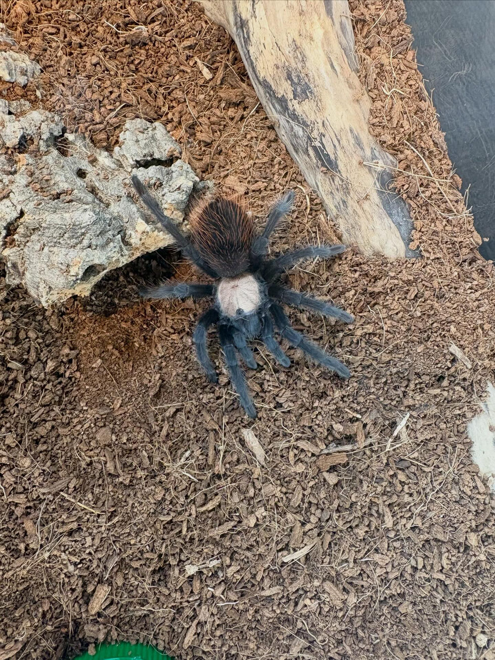 Brachypelma albiceps female