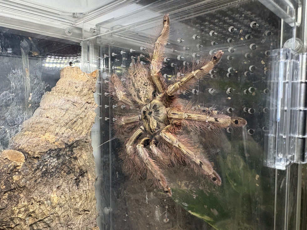 Stromatopelma calceatum female