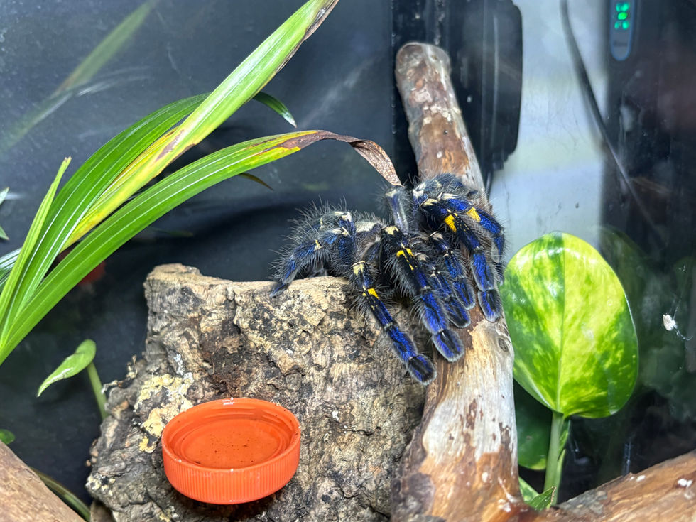 Poecilotheria metallica female