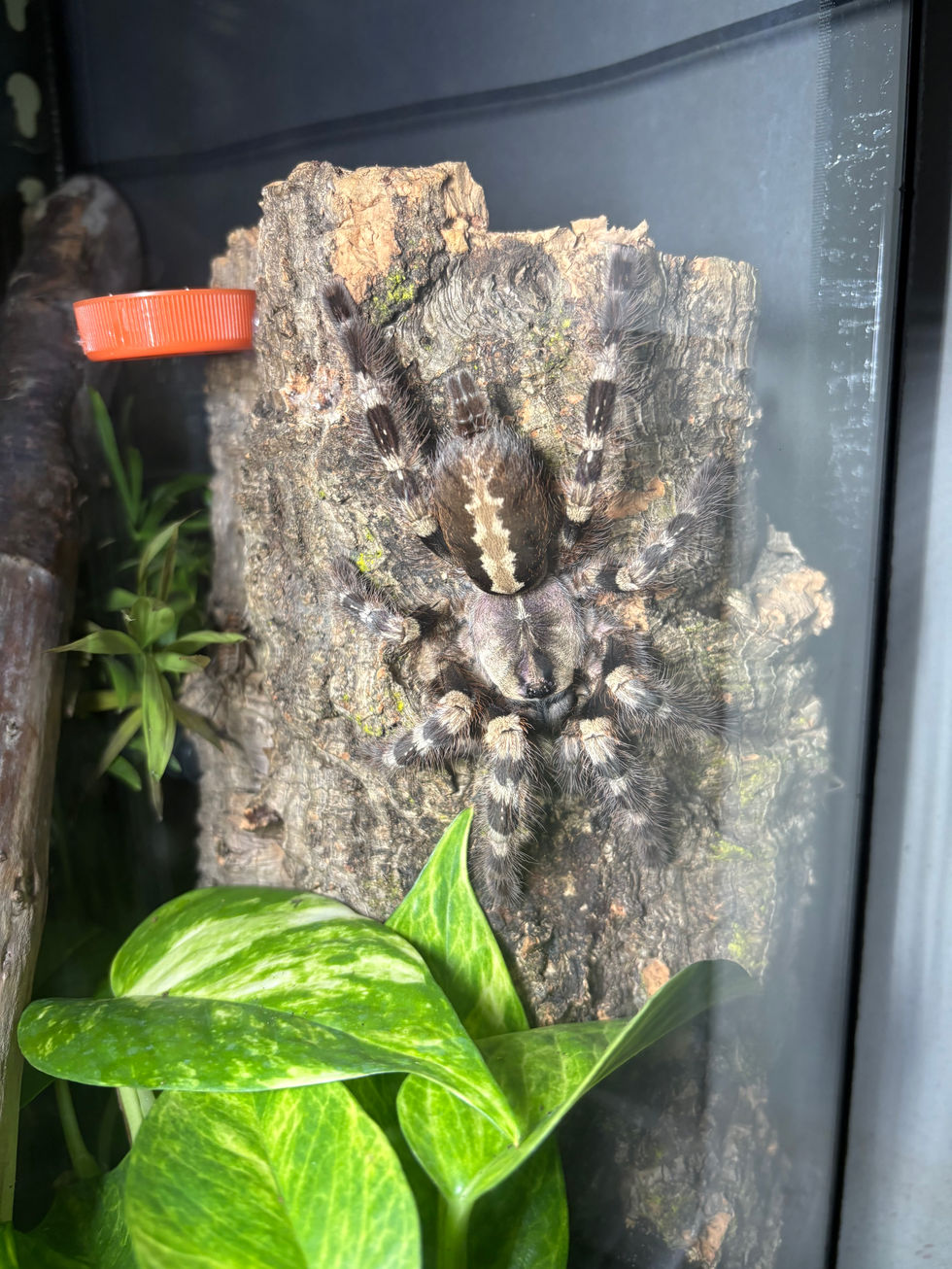 Poecilotheria tigrinawesseli female