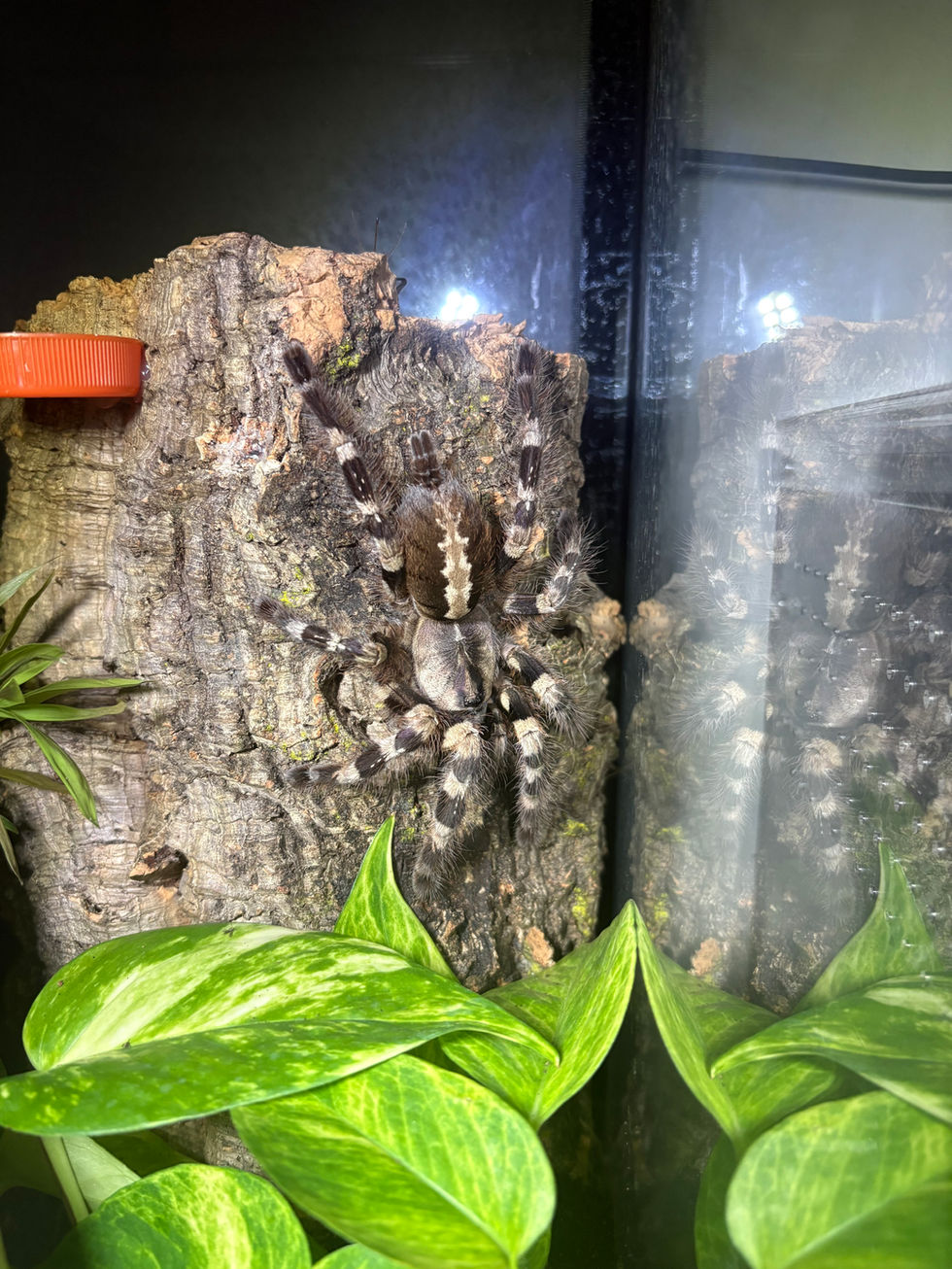 Poecilotheria tigrinawesseli female