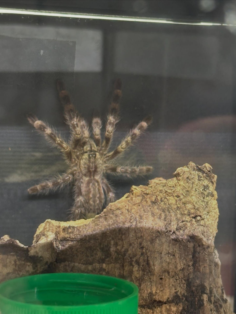 Poecilotheria regalis