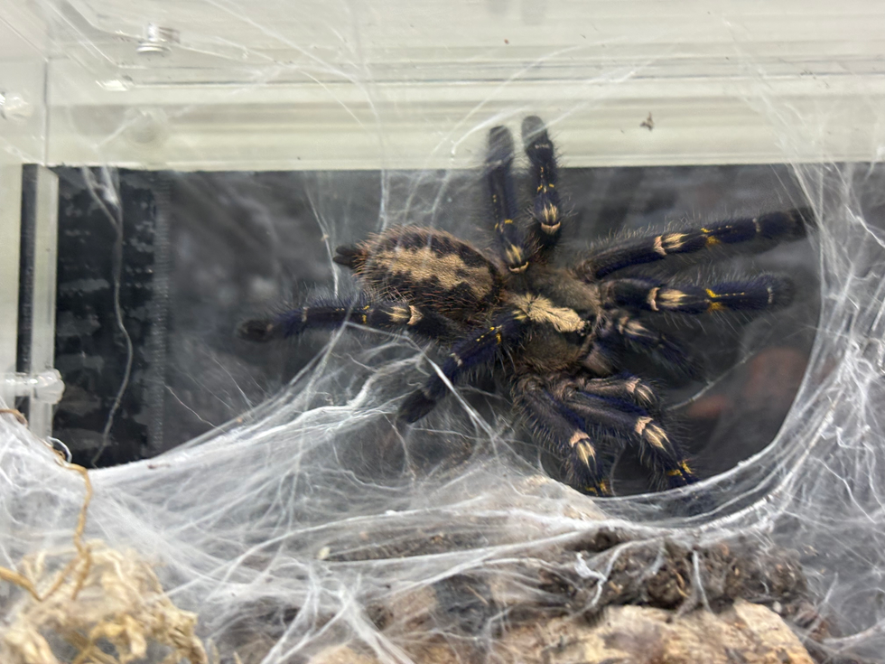 Poecilotheria metallica female
