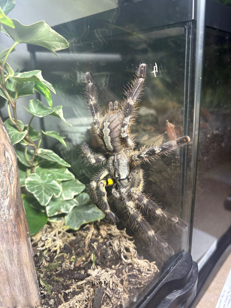 P. regalis