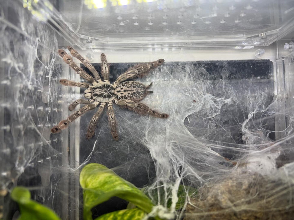 H. maculata
