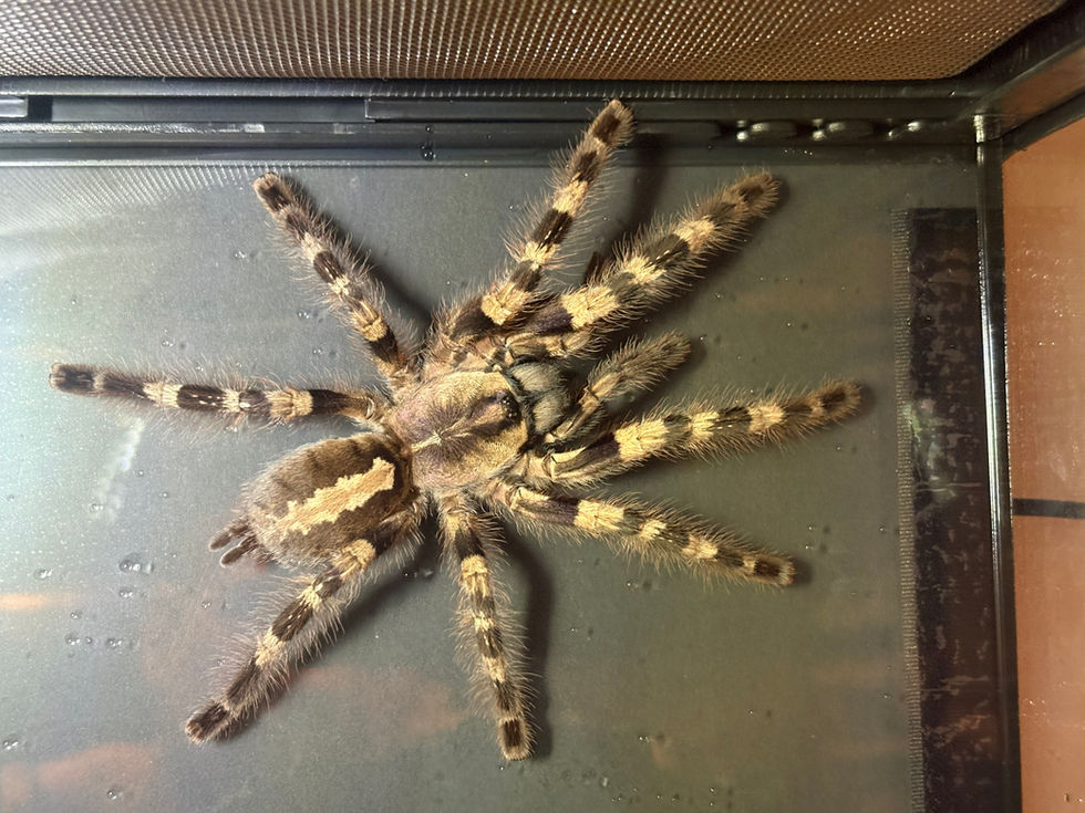 Poecilotheria tigrinawesseli female