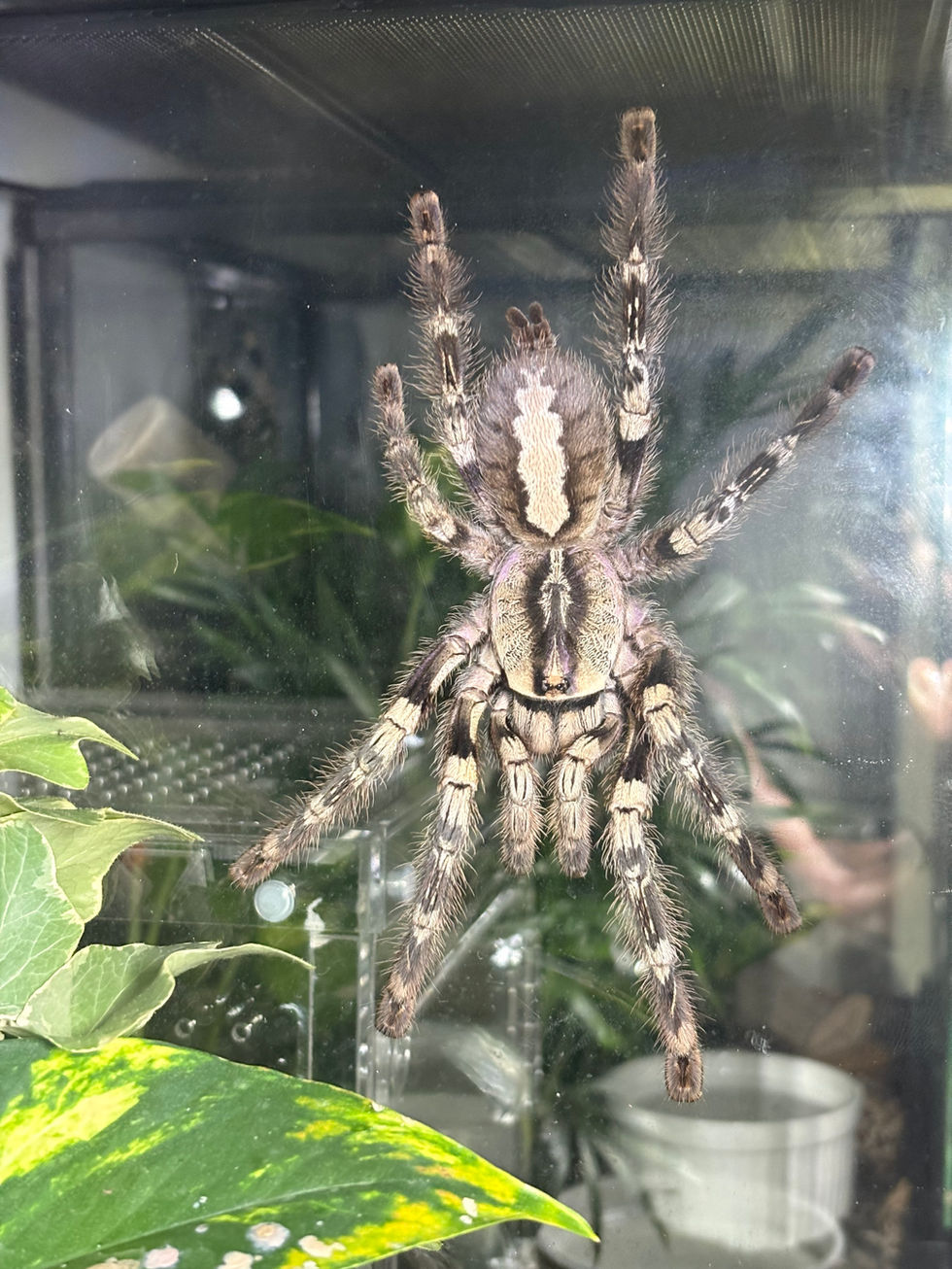 Poecilotheria vittata female