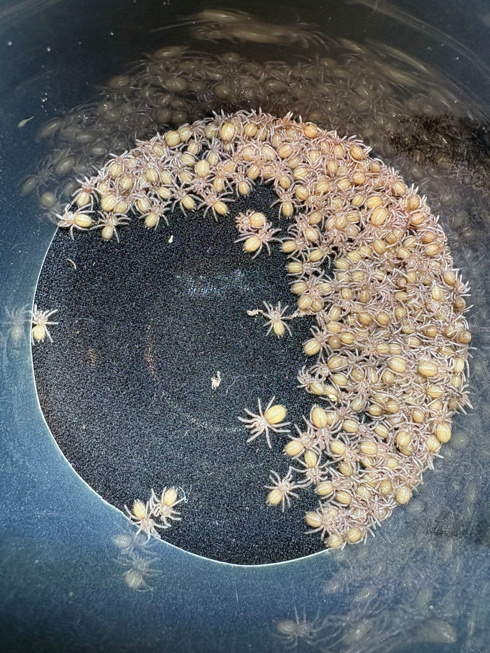 Stromatopelma calceatum 1st instar slings