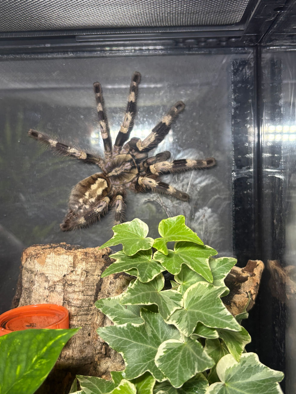 Poecilotheria miranda female