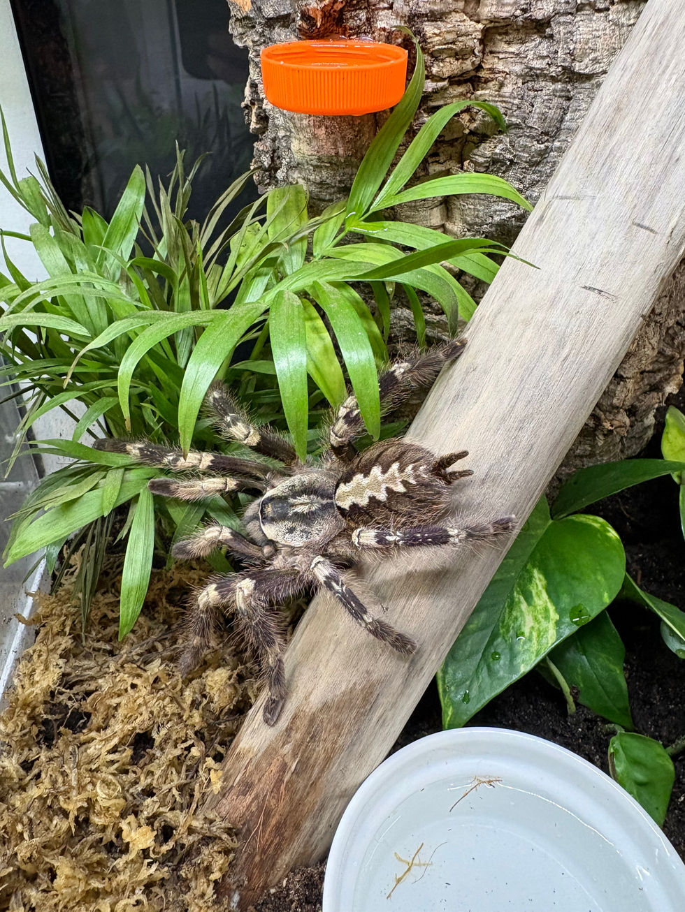 Poecilotheria smithi female
