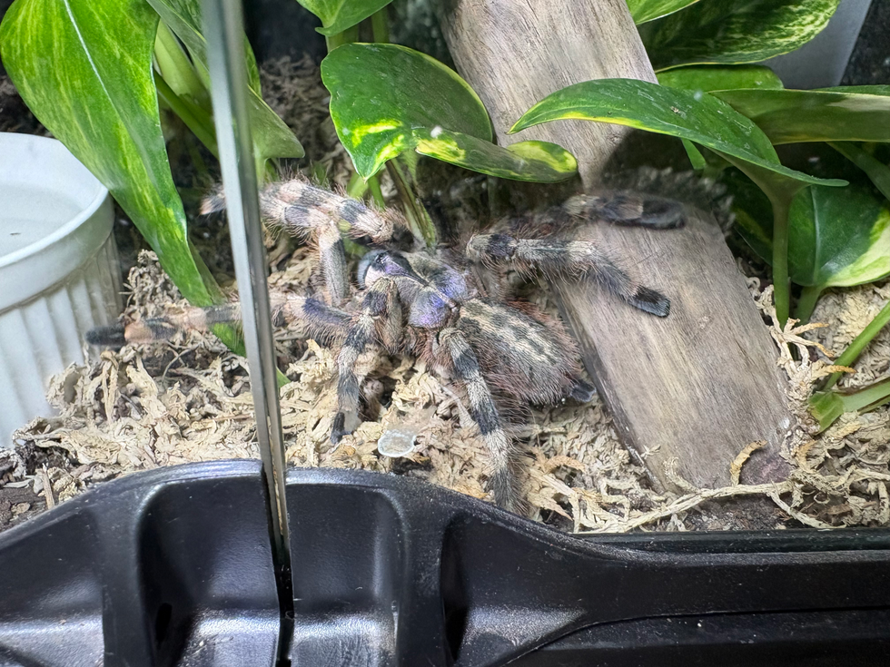 Poecilotheria formosa
