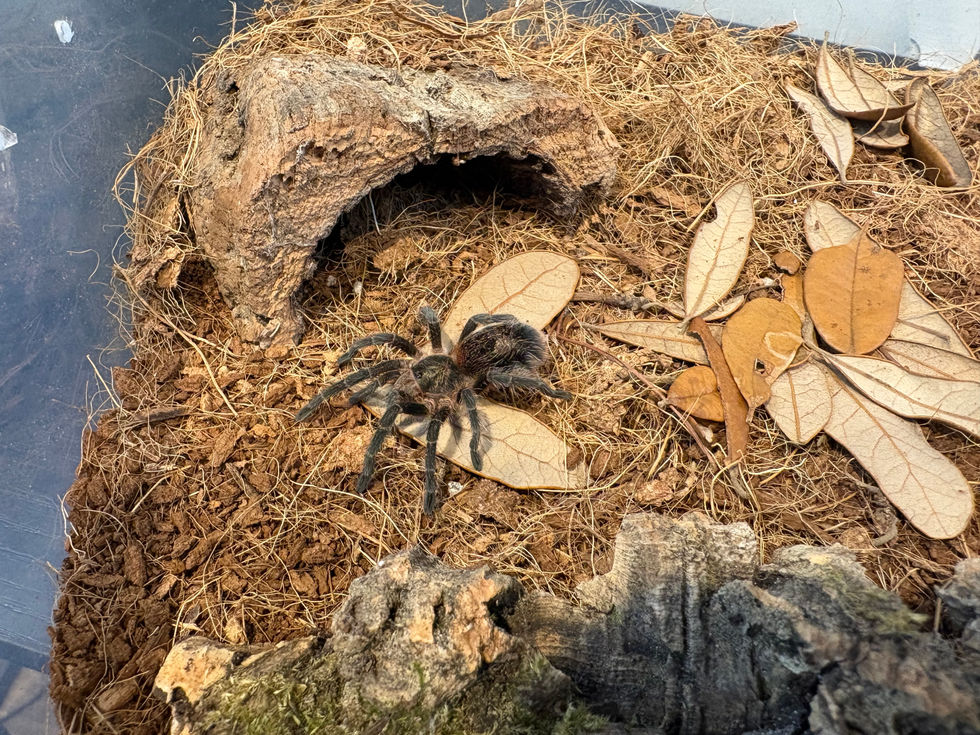 Euathlus manicata sp. black female