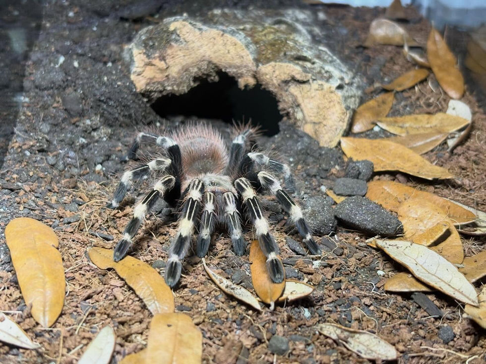 Vitalius chromatus