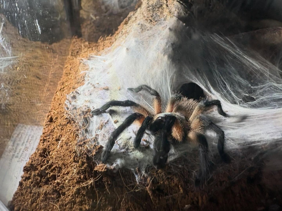 M. Balfouri
