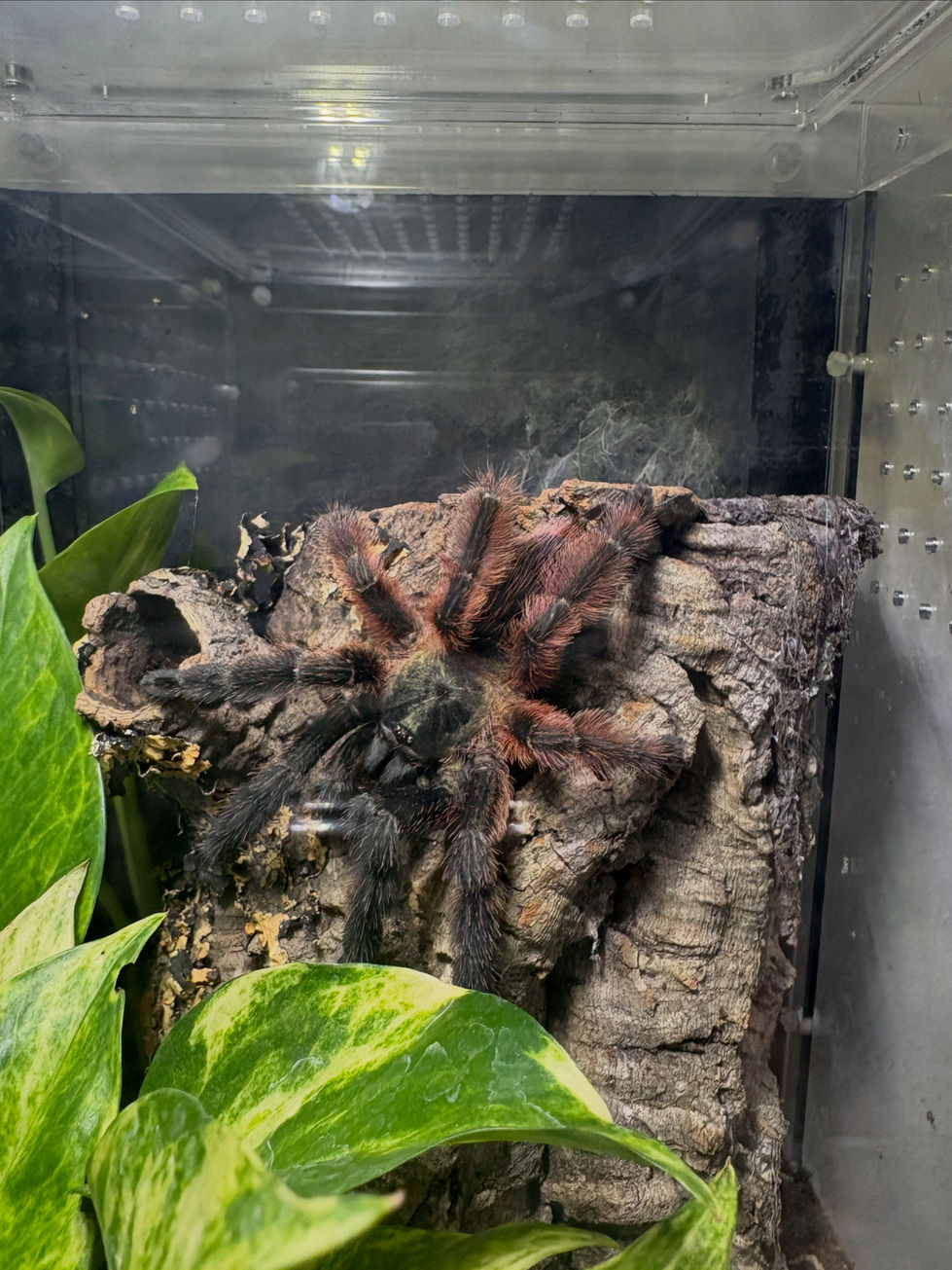 Psalmopoeus victori female