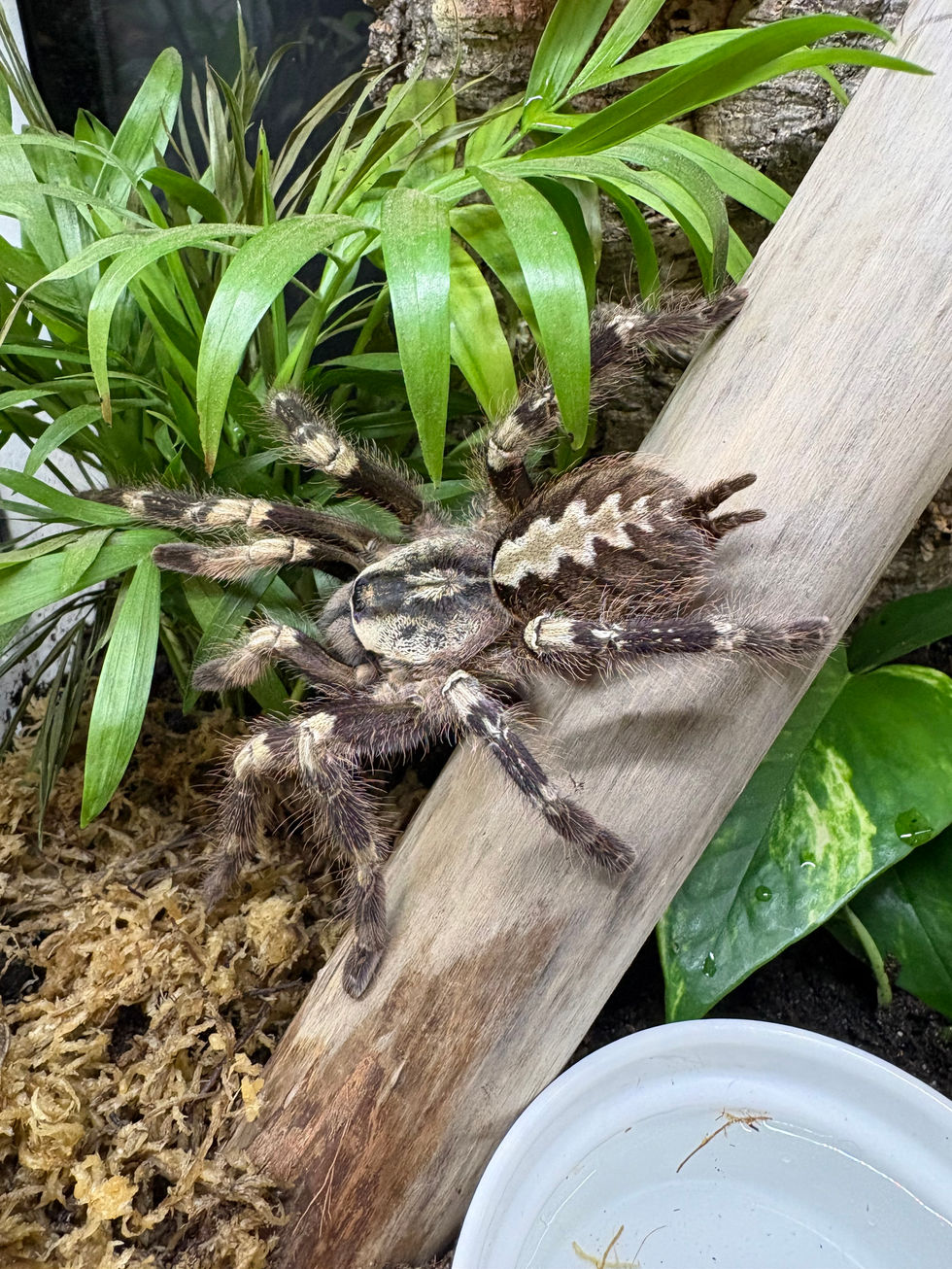Poecilotheria smithi female