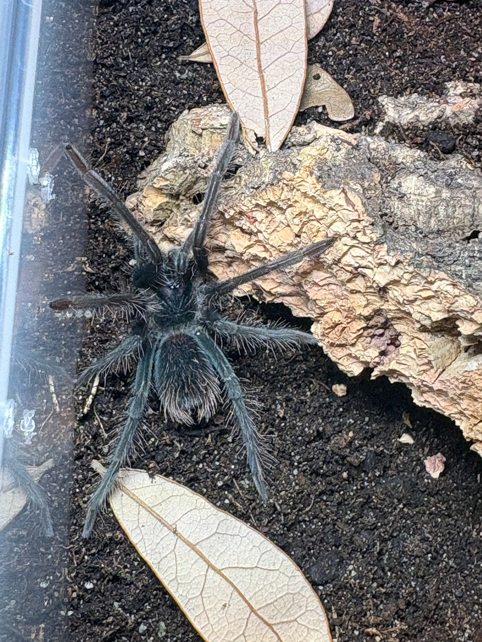 Xenesthis sp. megascopula female