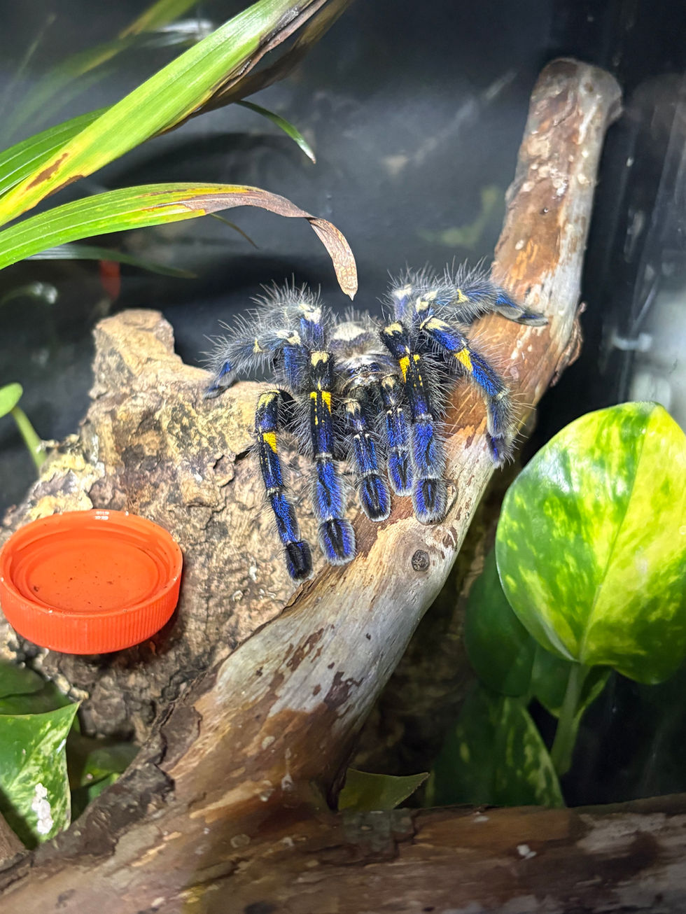 Poecilotheria metallica female