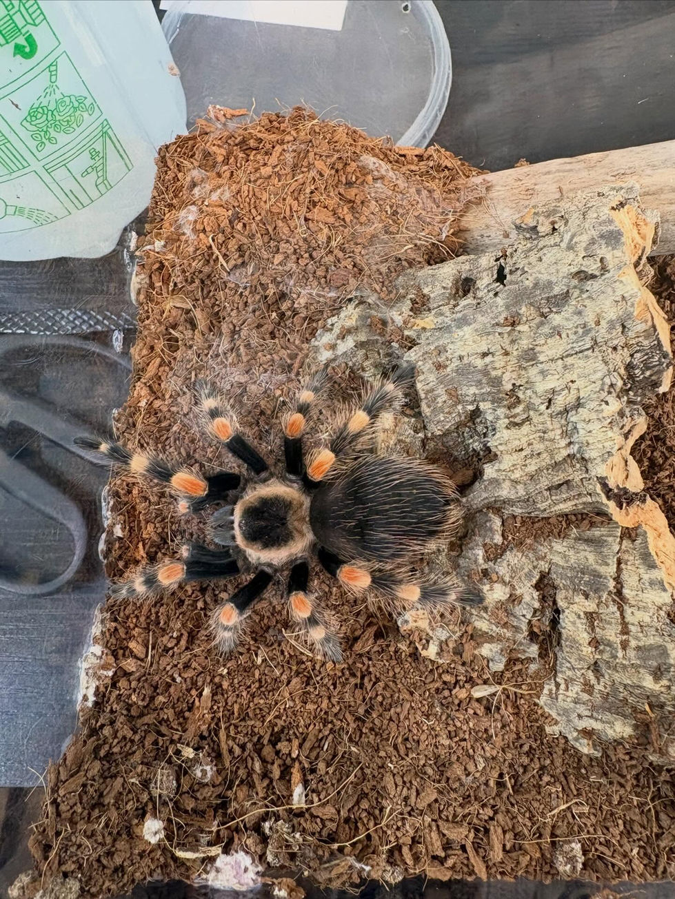 Brachypelma smithi