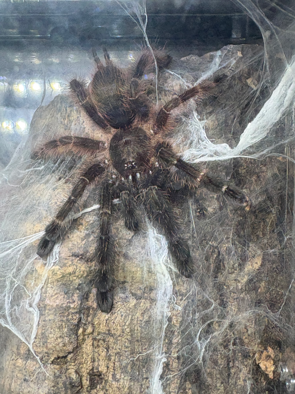 Psalmopoeus victori
