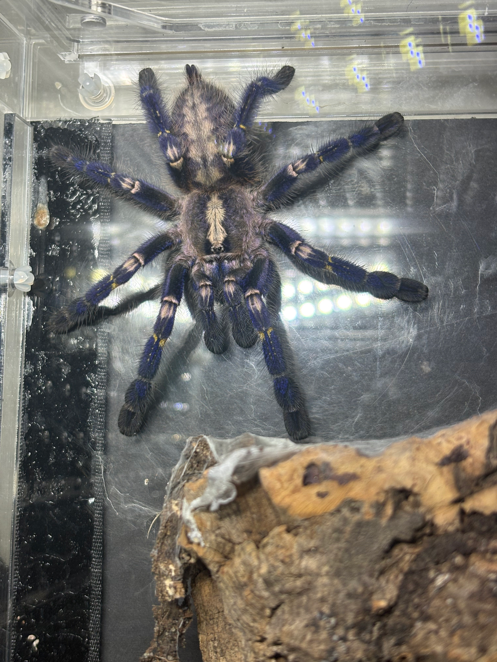 Poecilotheria metallica male