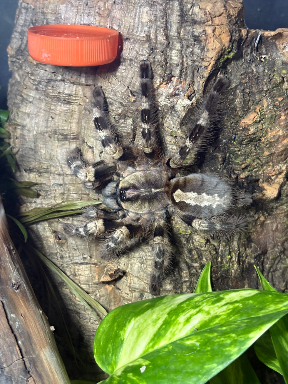 Poecilotheria tigrinawesseli female