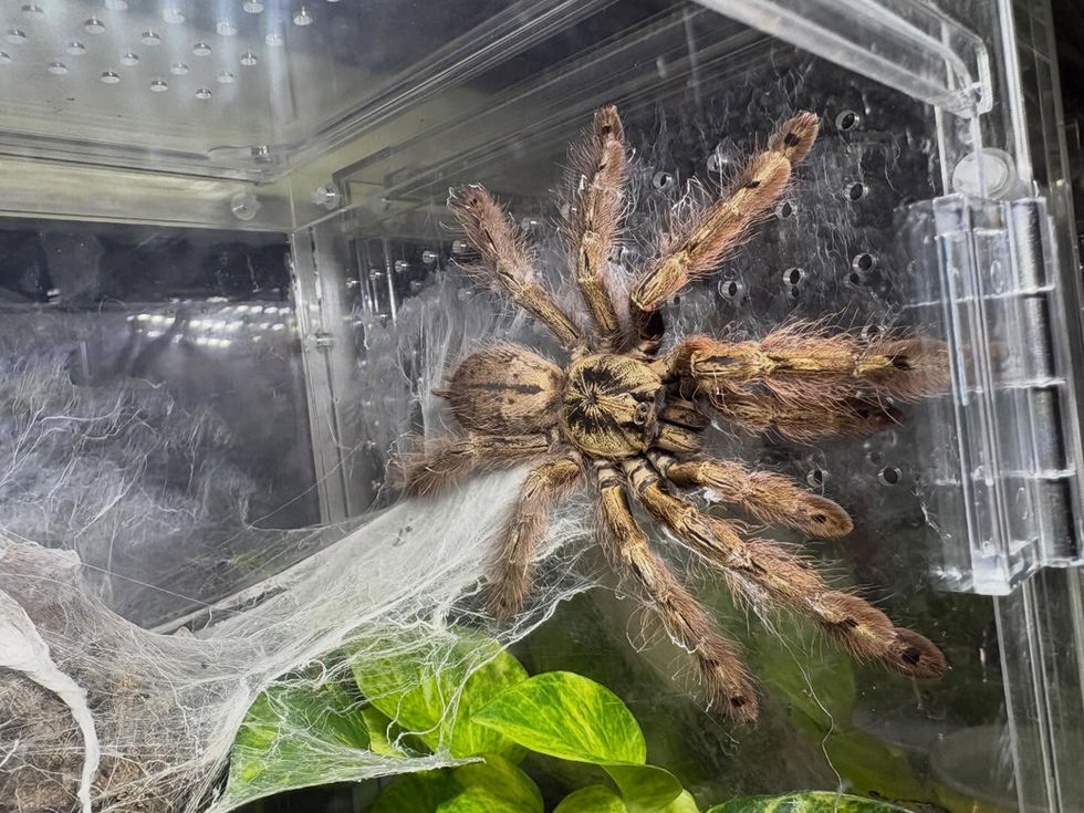 Stromatopelma calceatum female