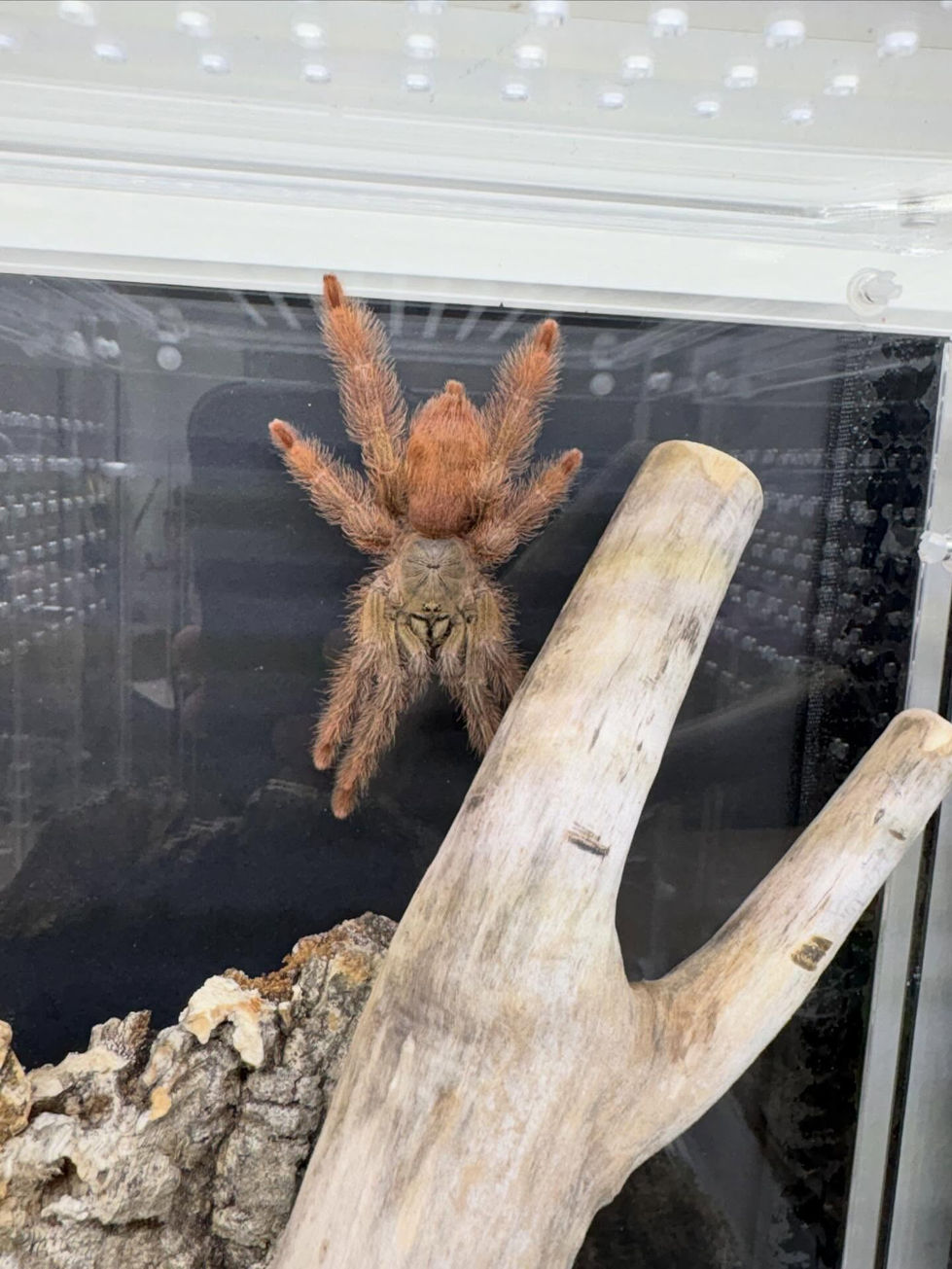 Amazonius germani