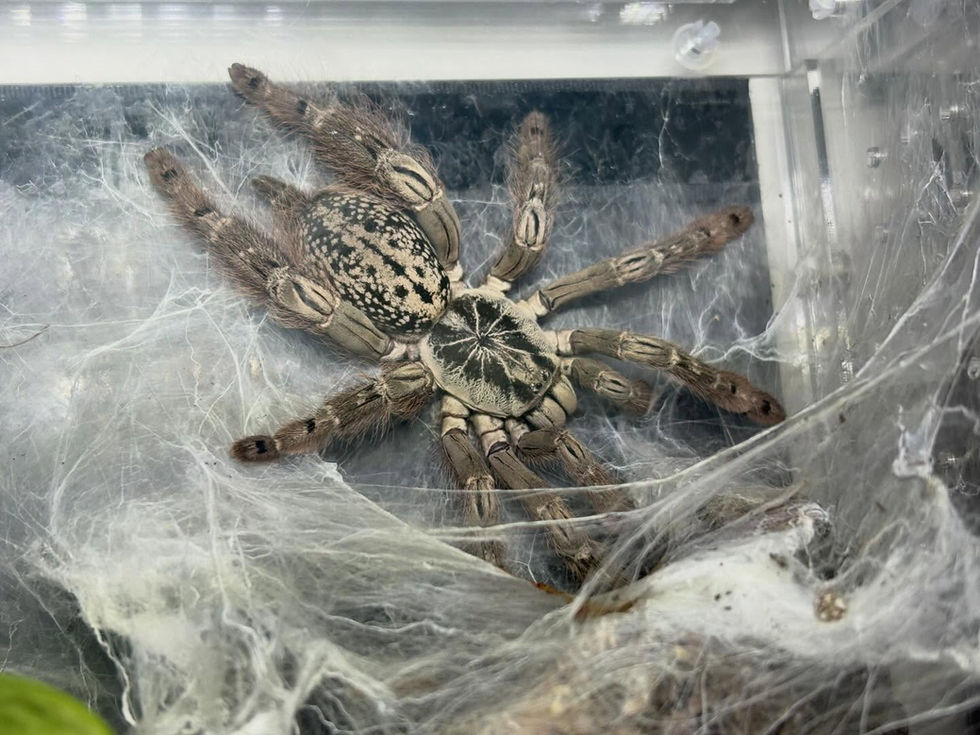 H. maculata