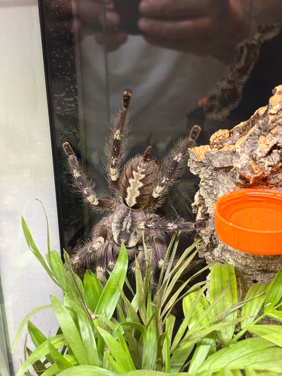 Poecilotheria smithi female