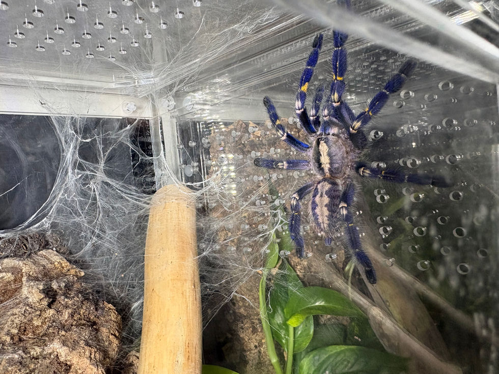 Poecilotheria metallica female