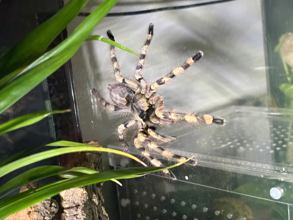 Poecilotheria formosa female