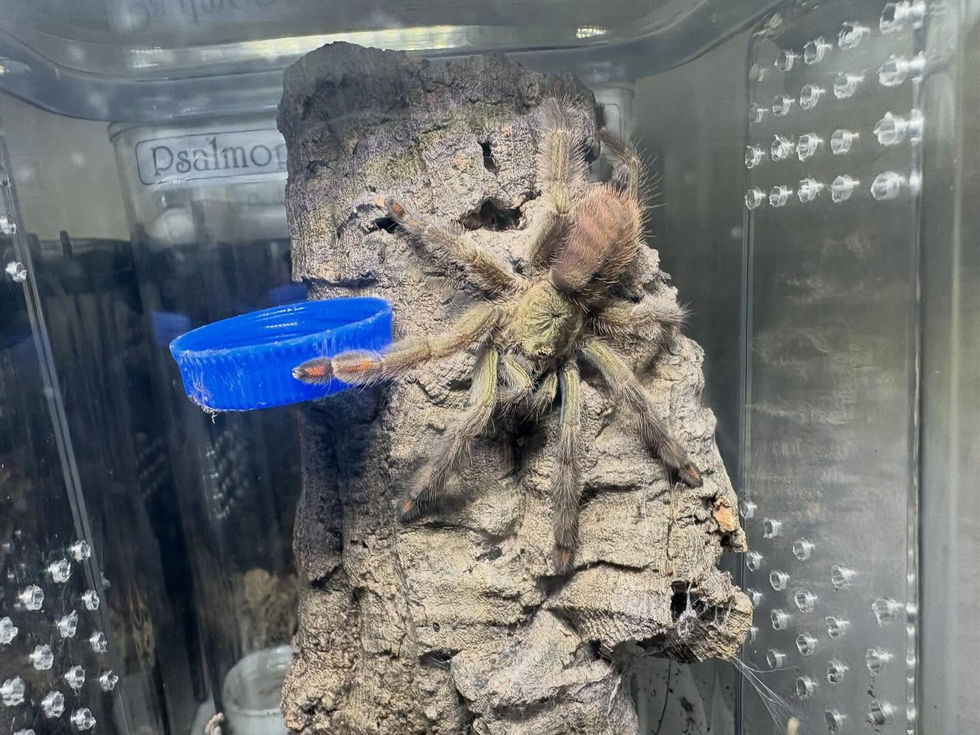 Psalmopoeus cambridgei