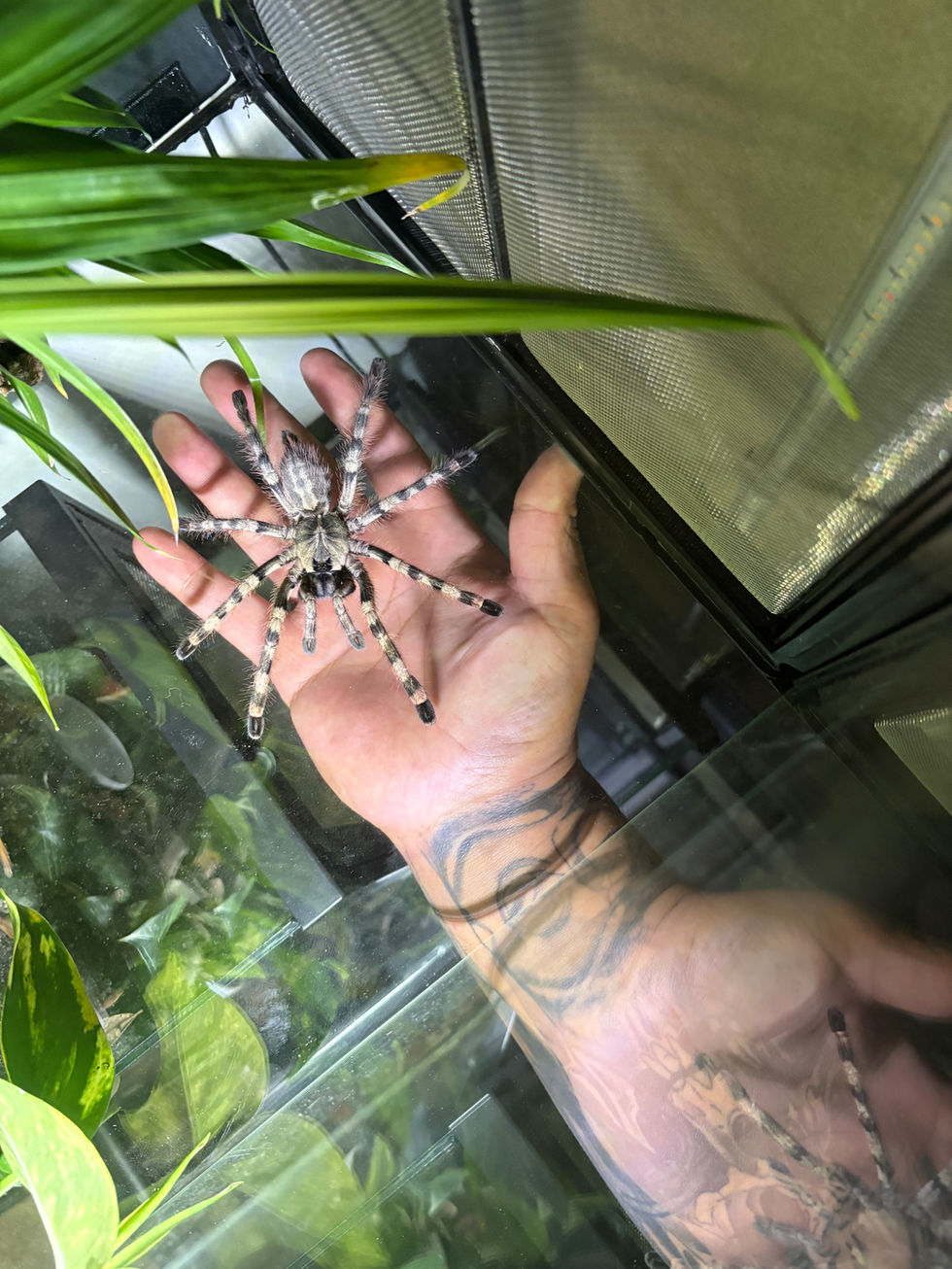 Poecilotheria formosa female
