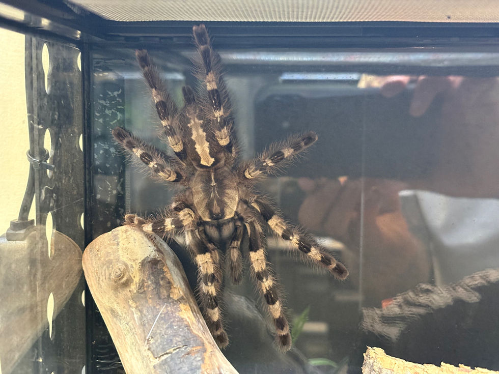 Poecilotheria tigrinawesseli female