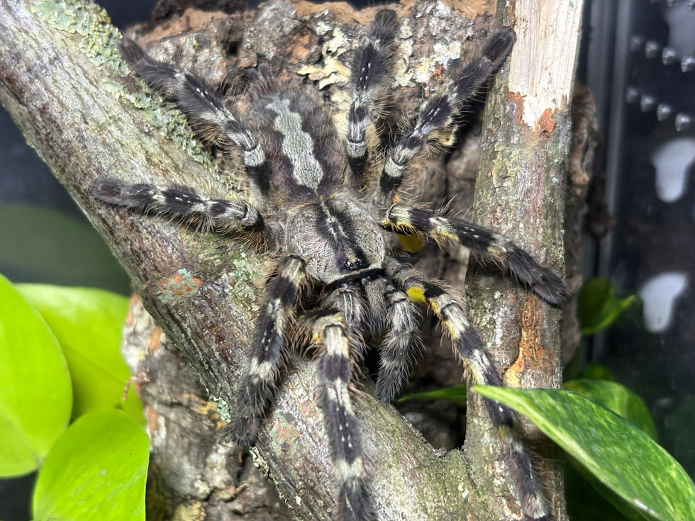 Poecilotheria regalis female