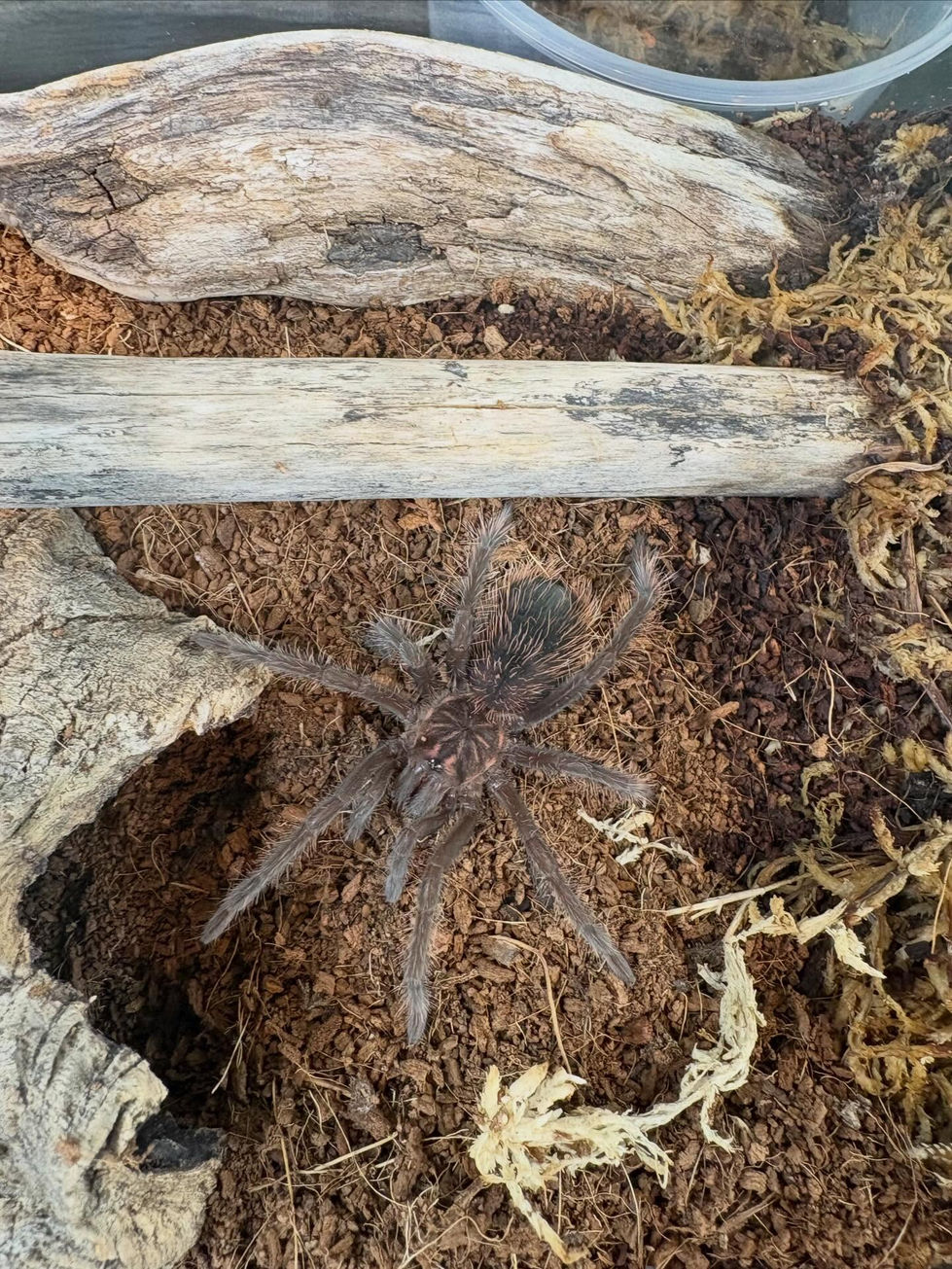Xenesthis intermedia