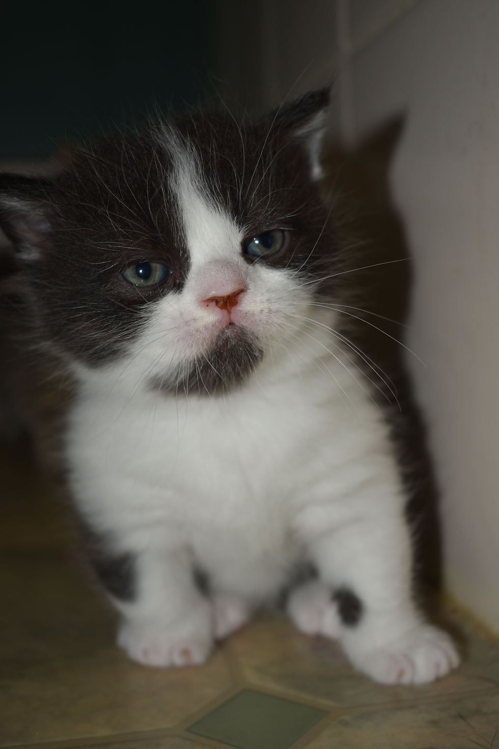Munchkin Kitten for Sale