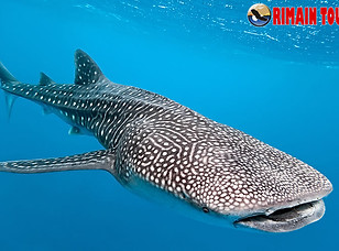 466_Main_Whale_Shark_001RT.jpg