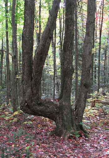 An Indian trail tree at Night Eagle Wilderness in Vermont