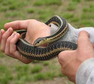 A boy holds a garter snake in his hands