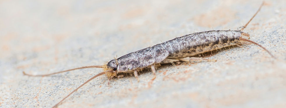 A Silverfish (Lepisma saccharinum) on fl